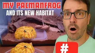 My Pacman Frog&rsquo;s NEW Home Setup&hellip; in a HUGE Upgrade Habitat!