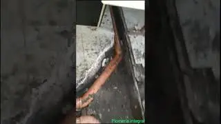 sistema cloacal domiciliario
