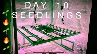MARS HYDRO FC-E4800 GROW SERIES: EP2 (Day 10) Seedlings Update!