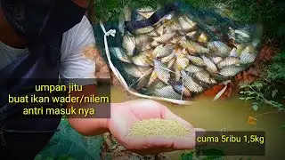 Umpan jitu buat bubu payung//hasil nya bikin puas