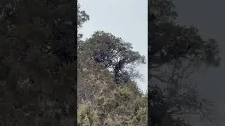 MOUNTAIN LION PULLS DOG OUT OF TREE! #puma #dog #lion #cougar #catattack #dogs #lions #liontree #cat