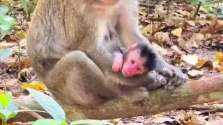OMG! This Baby Monkey's Strength is UNREAL!
