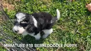 Charming Miniature F1B Bernedoodle Puppy   SD 480p