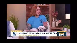 Big Easy Animal Rescue - Adoptable Michael on Fox 8 NOLA Now - September 2025