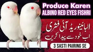 How to produce albino fischeri | How to produce albino red eye cheaply | Urdu/Hindi