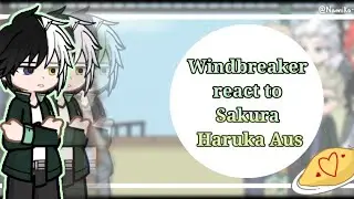 •Windbreaker react to Sakura Haruka Aus• || My Au ||Speed up by 2x|| ~!!Check desc!!~