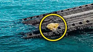 Adorable Walrus Starts Exhibiting A Strange Behavior That Upsets Local Residents