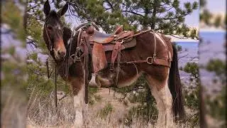 CHILI PEPPER 6 Year old Molly Mule 14.2 hh Jake Clark's Mule Days 2026