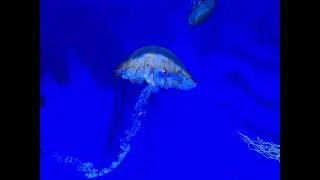 very beautifull Jellyfish in Aquarium #beautiful #magic #nature #fish #ocean #water #sea #aquarium