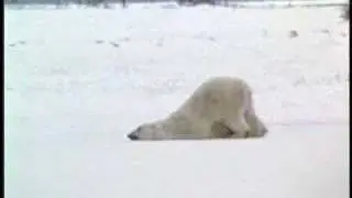 lazy polar bear