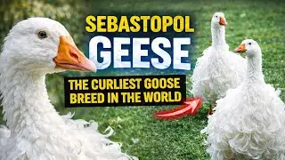 A Rare and Beautiful Breed Sebastopol Geese