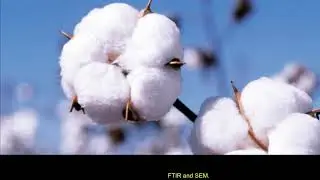 Utilization of Banana Pseudostem Aqueous Extractfor Eco-friendly Functional...