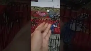 Siburung Parkit liar sedang di jinakan