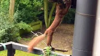 Klimmz&uuml;ge oder: Wenn Eichh&ouml;rnchen Kecko turnt ...