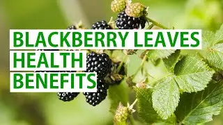 Discover the Amazing Health Benefits of Blackberry Leaves