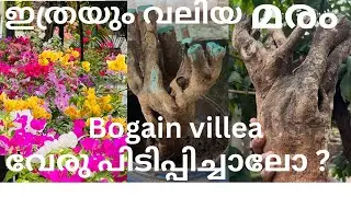 കടലാസുപൂ മരത്തിന്റെ കൊമ്പ് വേര് പിടിപ്പിച്ചെടുത്തലോ?????