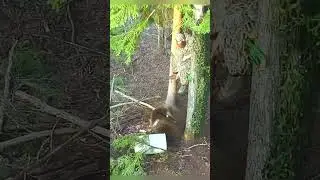 Сила и Точность |Охота на Кабана#дикая природа#весенняяохота#загоннаяохота