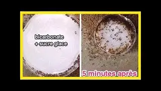Le Bicarbonate : Un Anti-Fourmis Super Efficace Que Tout le Monde Devrait Conna&icirc;tre.