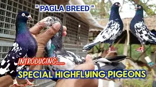 Introducing Special highflying pigeon breed of Jobibur #pigeonbreeders #high_flyer_pigeons #viral