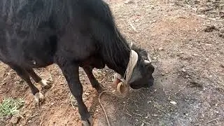 THIDAMBU NRITHAM PUTHUMANA : പശു എന്റെ അഭിമാനം