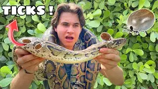 PULLING MASSIVE TICKS OFF 13FT INVASIVE PYTHON !