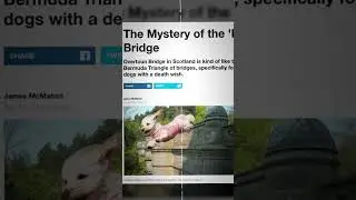 The Scottish 'Dog Suicide Bridge' Mystery Explained (Optical Illusion or Ghostly Curse? #facts