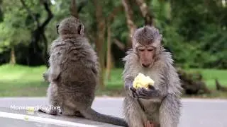 wow! Amazing monkey group swimming near Angkor Tom temple - Amazing monkey meeting girl