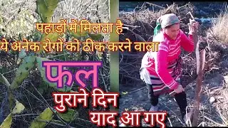 पहाड़ों में मिलता है ये निरोगी फल ❤️ पुराने दिन याद आ गए ll #pahadilifestyle #dailyvlog #villagelife