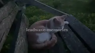 leadwave-memories( long version)