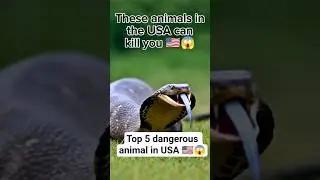 Most Dangerous Animals in the USA 😱🦈 #usa #facts #animals #shorts #animalworld #animalelite
