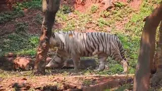Tiger. A beautiful breed of tiger