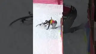 Wout van Aert crashes at Cyclocross world cup.