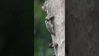 Sunda Pygmy #Woodpecker #singapore #wildlife #birds