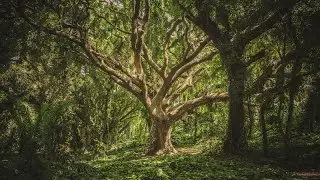 What is the most effective sleep music