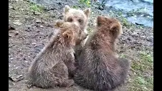 Mom and tiny cubs at Brooks Falls  Explore org 25 July 2021