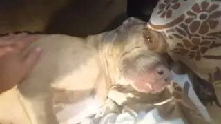 Dog caught sleeping when owner returns from work - ZZZZZZZZZZZZ