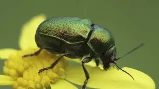 Beautiful & Colorful Chrysomelidae Leaf Beetle