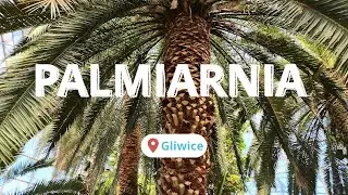 🌴 Palmiarnia w Gliwicach – Tropikalna dżungla, pustynia i podwodny świat w sercu miasta!