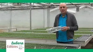 Heidelbeer-Jungpflanzen im innovativen Substrat-Tray
