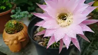 FLORACI&Oacute;N DE MIS CACTUS ORQU&Iacute;DEA 🤍