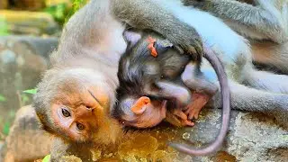 Primate monkey.../Mother comforting baby to sleeps looks weird.../Beautiful life baby.../Nice clip