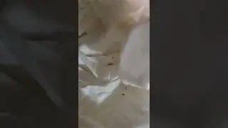 Самый маленький наш пациент. Мышь-малютка Micromys minutus