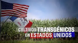 Cultivos TRANSGÉNICOS en ESTADOS UNIDOS