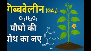 Gibberellin Origin, Uses, Imp. & GA3 Benefits Plant Hormone GA3 in Hindi Agriculture Growth Promoter