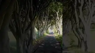 Ireland 🇮🇪#travel #tranding #viral #love #reels #ireland #couple #forest #song #songs #ecotourism