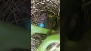 Sparrow's New Born Babies ll#sparrow