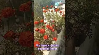 Garden beautiful flower#shortviral #flowers #indianflowers #nature