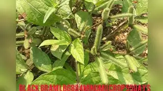 black gram lbg884minumu 55days crop #farmigrythu