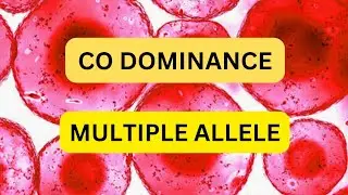 codominance | multiple allele | blood group inheritance |