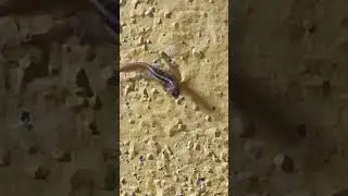 ಪುಟಾಣಿ ಹಲ್ಲಿ ಮರಿ.